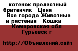 котенок прелестный британчик › Цена ­ 12 000 - Все города Животные и растения » Кошки   . Кемеровская обл.,Гурьевск г.